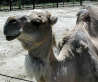 dromedary camel